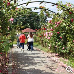 Rosenbogenweg, ein Teil im Duftgartenweg