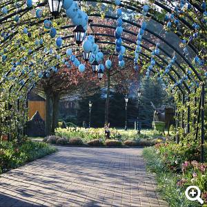 Apfelspalier zur Osterzeit